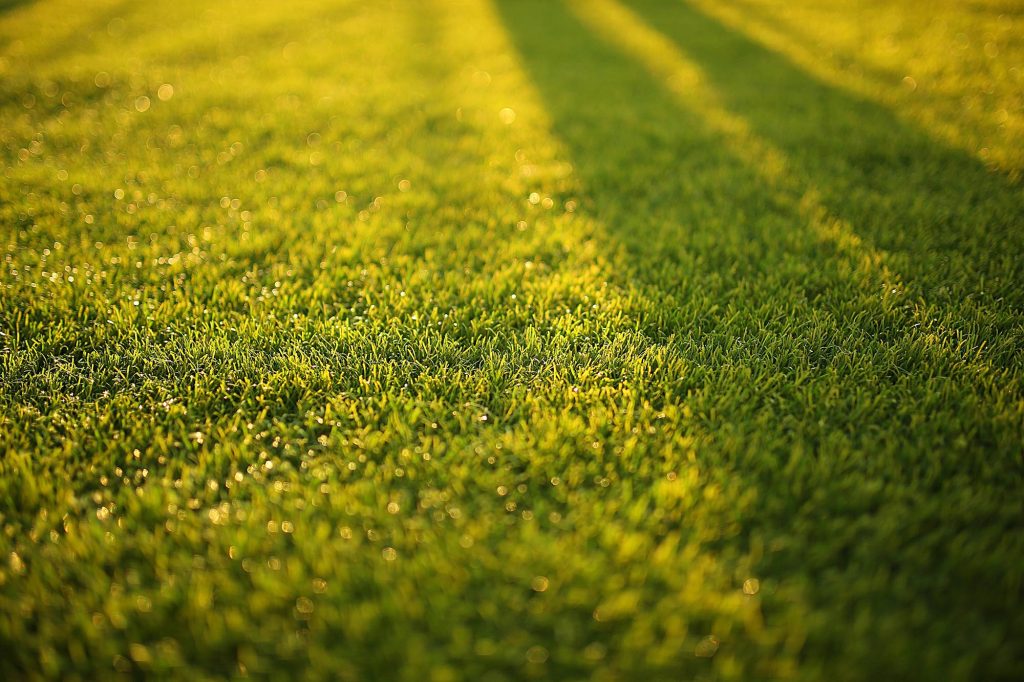 A Beginner's Guide to Lawn Fertiliser