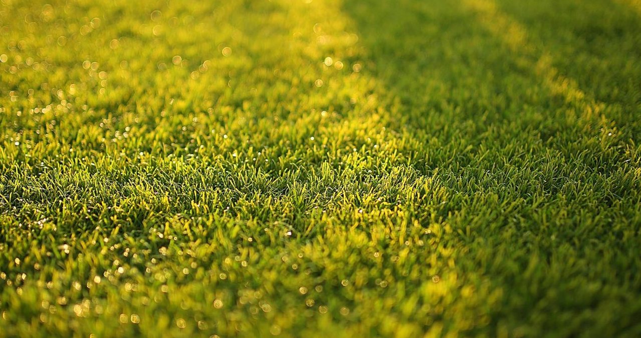 A Beginner’s Guide to Lawn Fertiliser