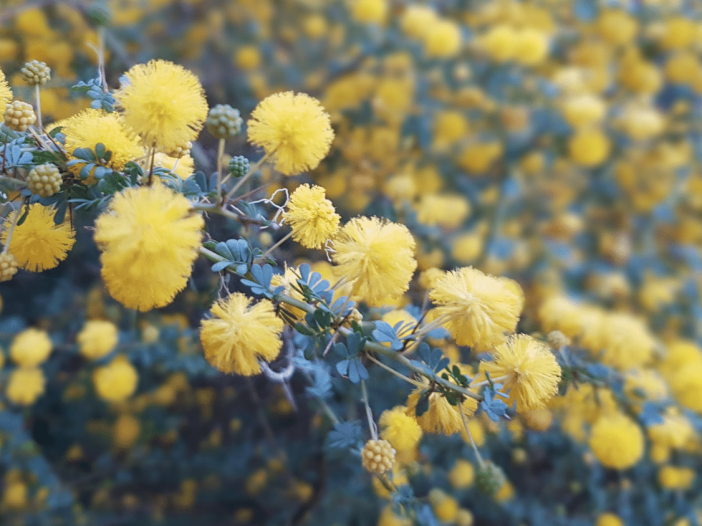 Wattles