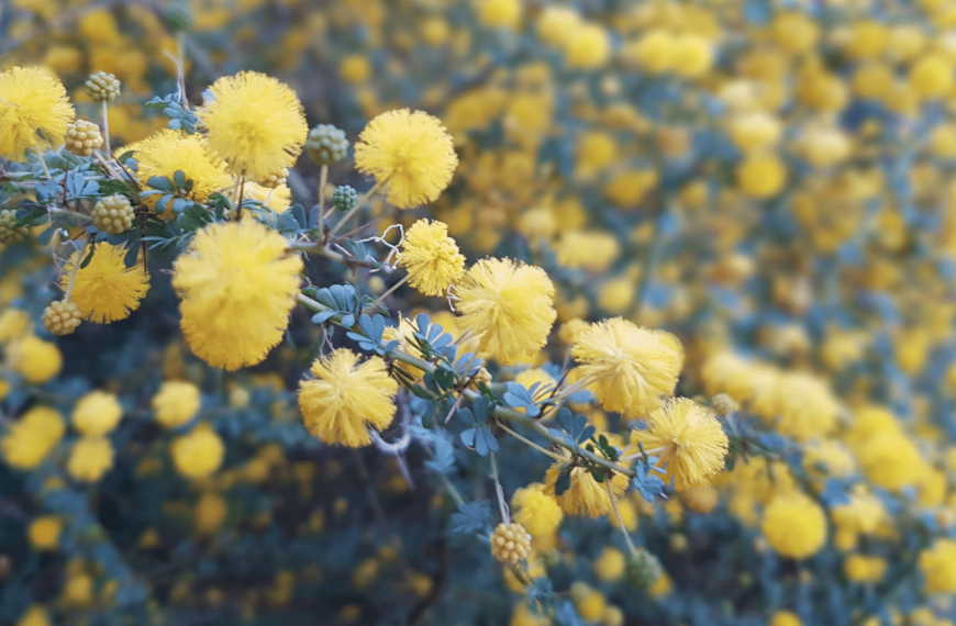 Wattles