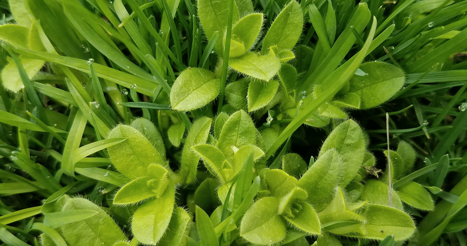 3 Tips for Weeds in Kwinana Lawns
