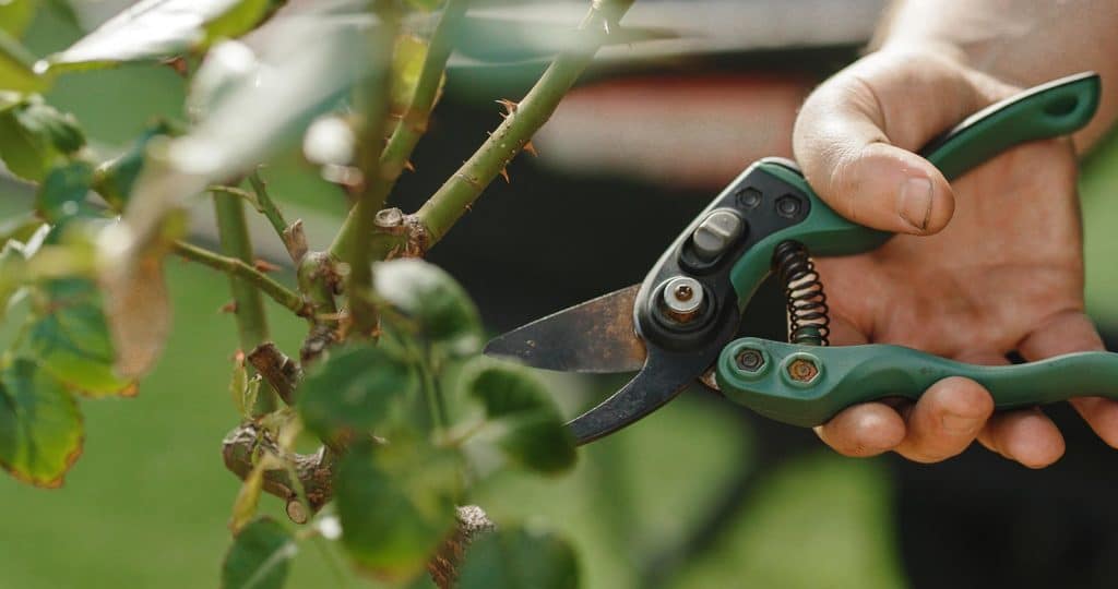 Rose Pruning Kwinana