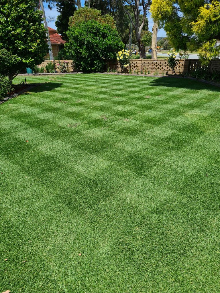 Silverstone Gardening Gold Package Results Kikuyu