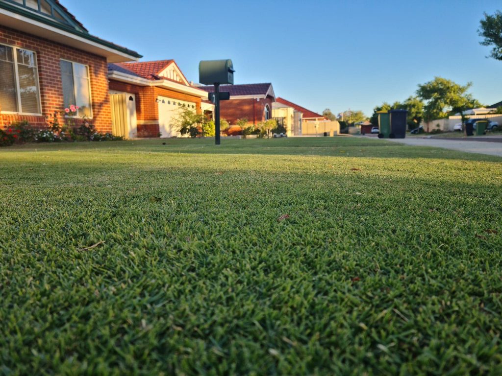 Couch Lawn Maintenance