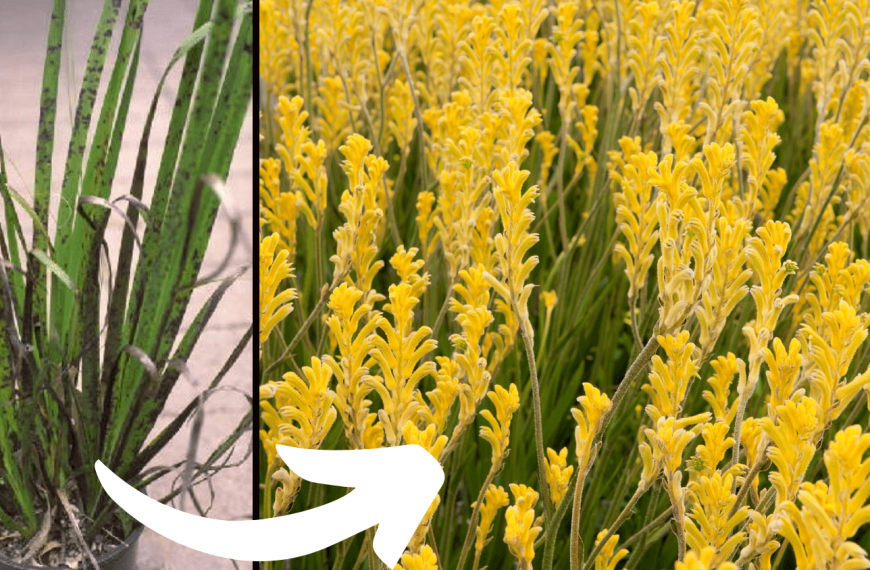 Why is my Kangaroo Paw turning black? How do I fix it?
