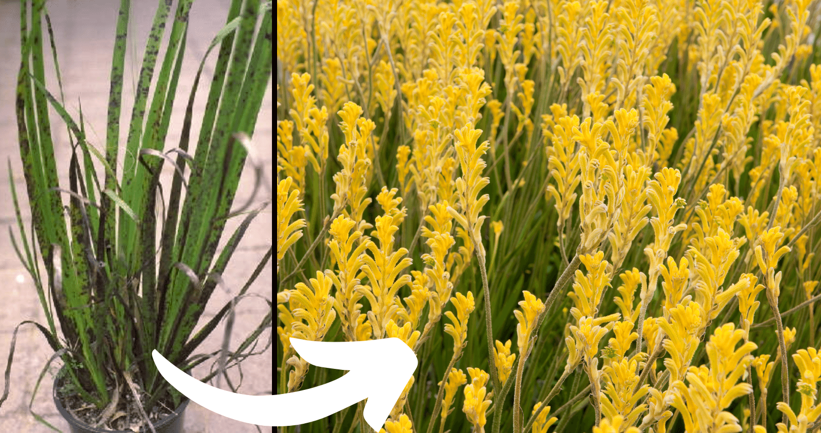 Why is my Kangaroo Paw turning black? How do I fix it?