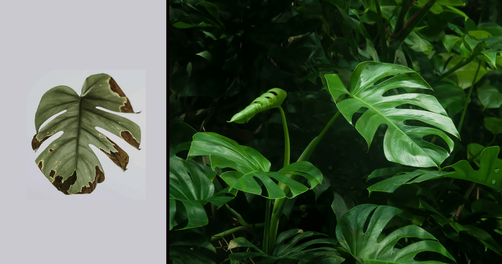Can damaged Monstera leaves be fixed?