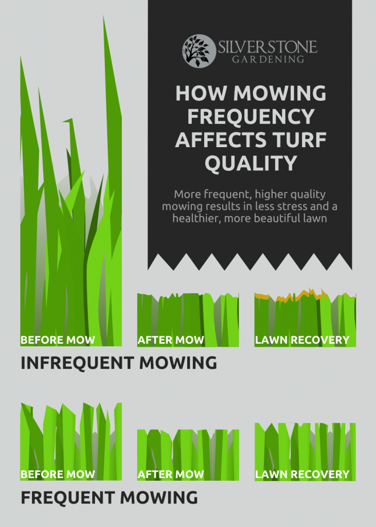 How often should a lawn be cut? How mowing frequency affects turf quality - Silverstone Gardening