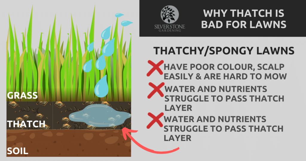 why thatch is bad for lawns graphic (Silverstone Gardening)