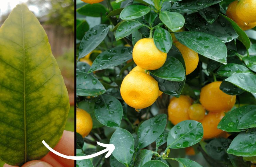 The most common reason Perth Citrus leaves go yellow