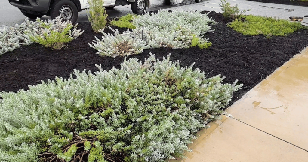 Karri And Peat Mulch In Australian Garden Bed