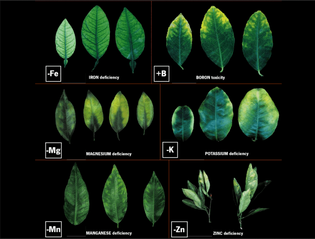 Which nutrient is my tree lacking? Why Perth citrus leaves go yellow (Silverstone Gardening)