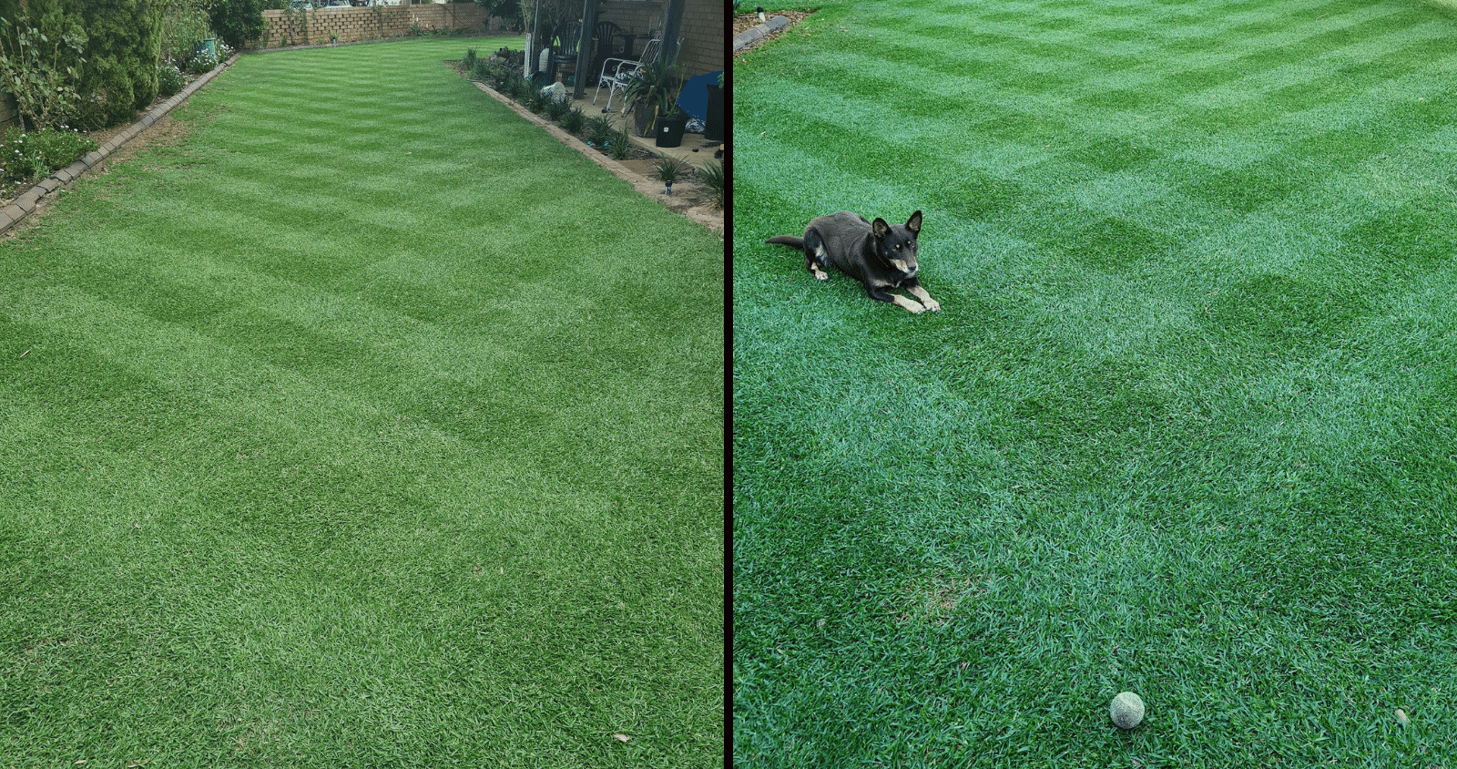 Brilliant lawn without wasting water: a monthly watering guide for serious WA lawn lovers