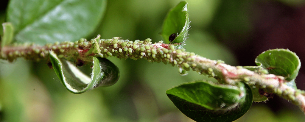 Garden Pest Control Armadale