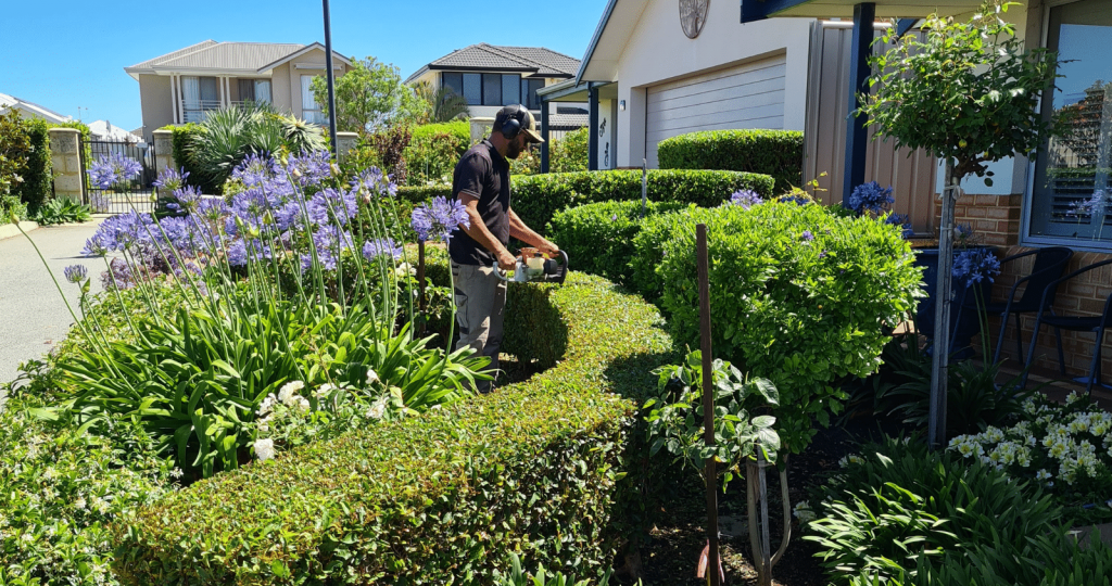 Viburnums hedge - Silverstone Gardening