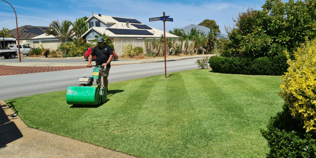 Striping cylinder buffalo lawns with a cylinder mower