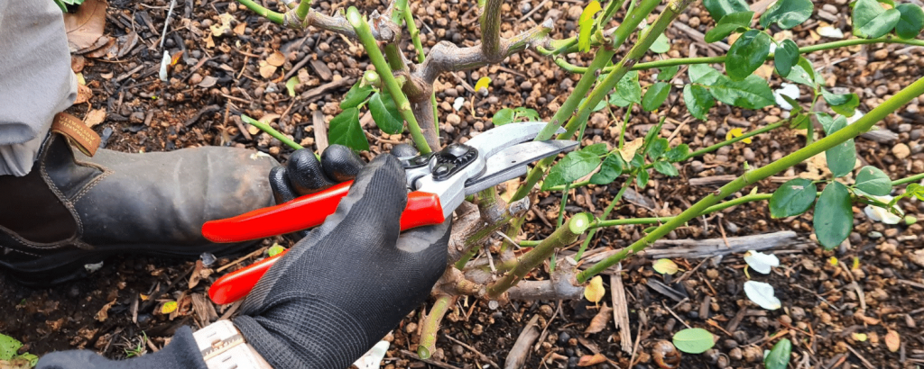 Rose Pruning Armadale
