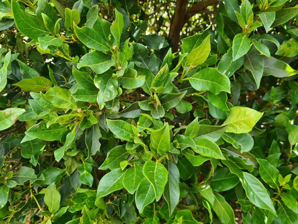 Viburnum Shrub - Silverstone Gardening