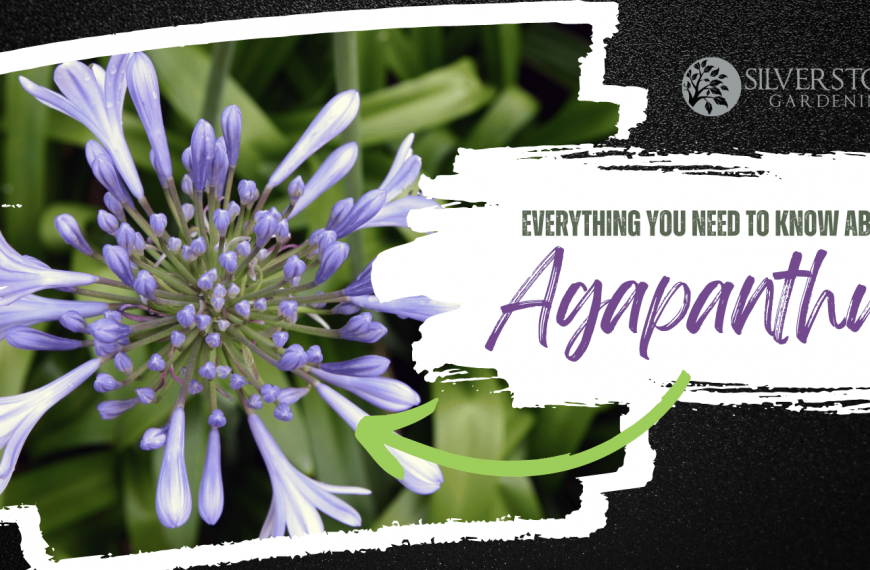 Everything you need to know about Agapanthus