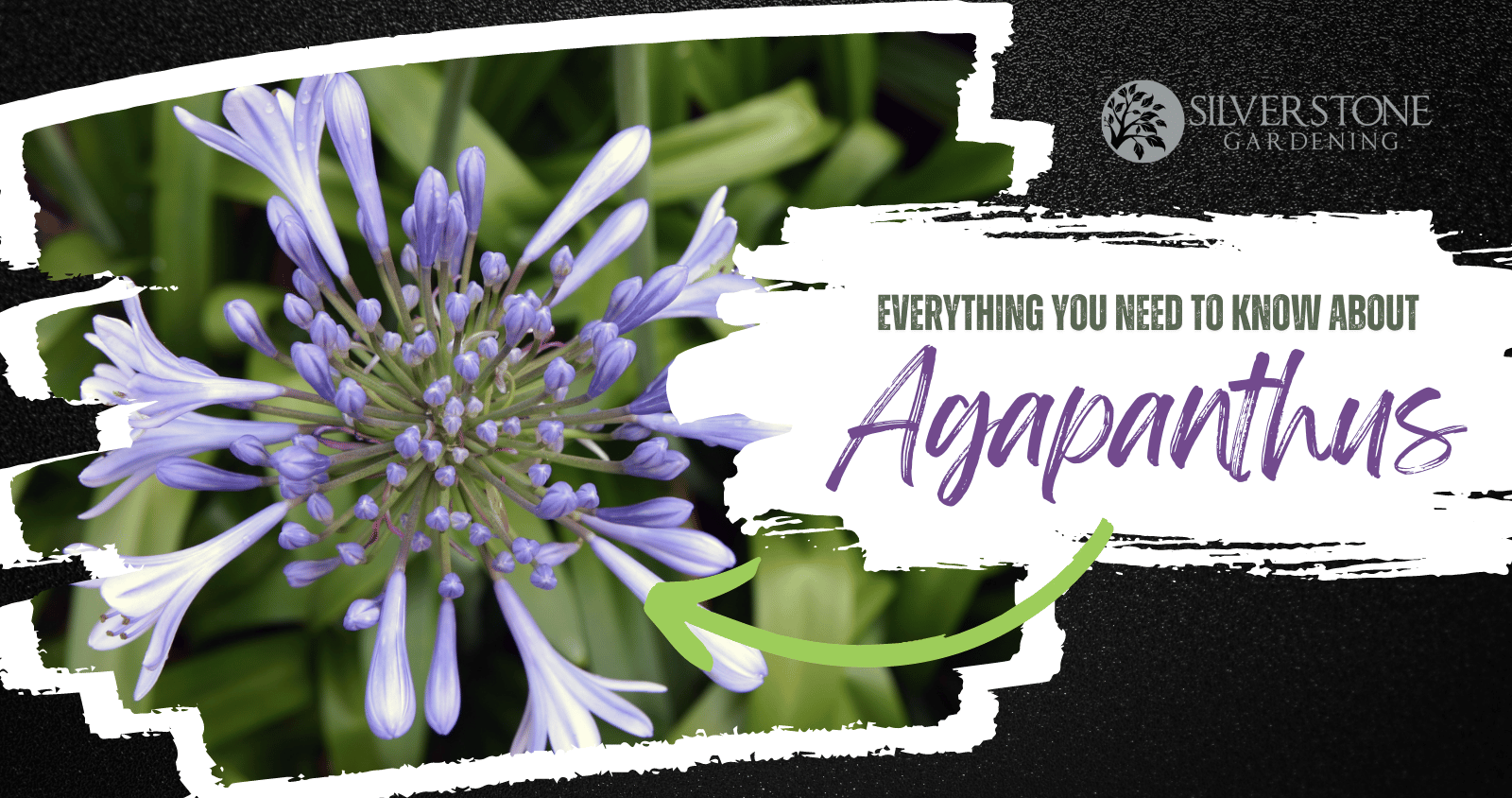 Everything you need to know about Agapanthus