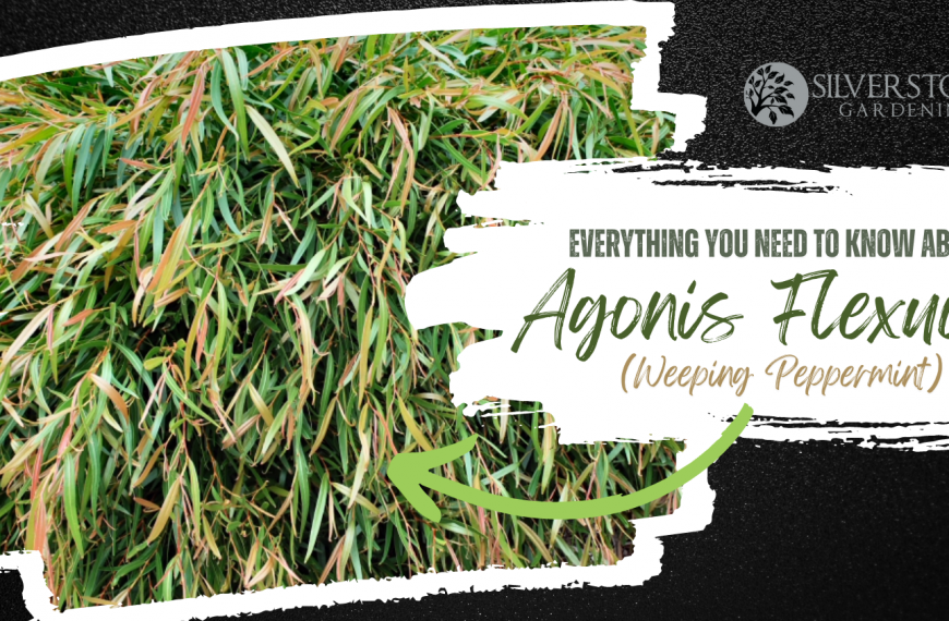 Everything you need to know about Agonis Flexuosa