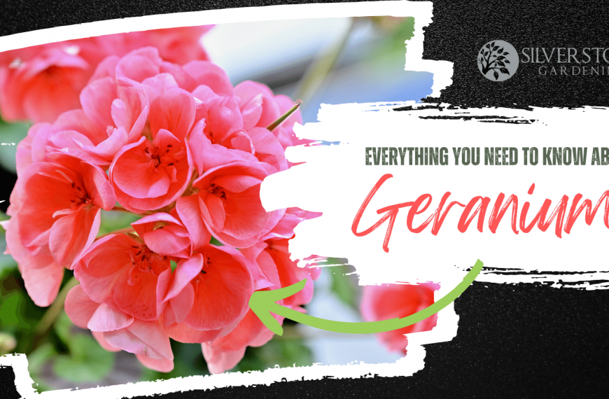 Everything you need to know about Geraniums