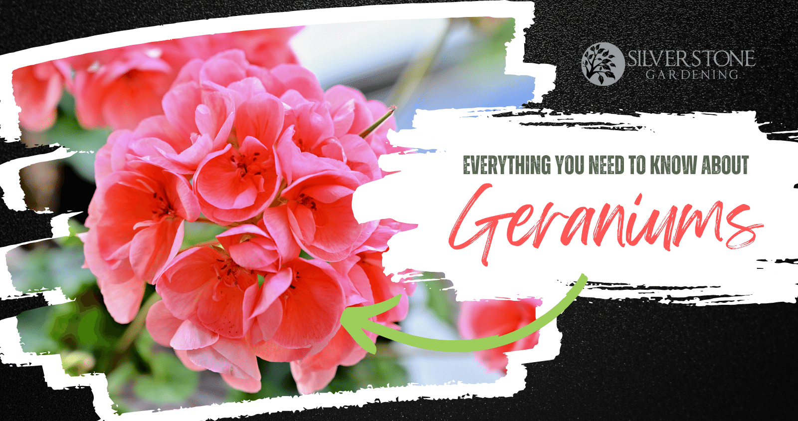 Everything you need to know about Geraniums