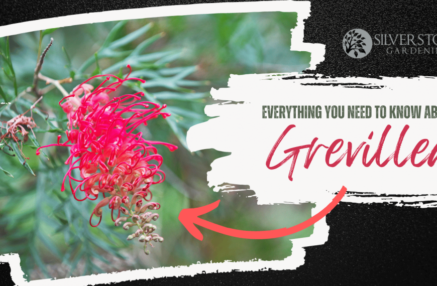 Everything you need to know about Grevilleas