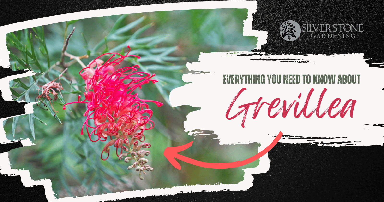 Everything you need to know about Grevilleas