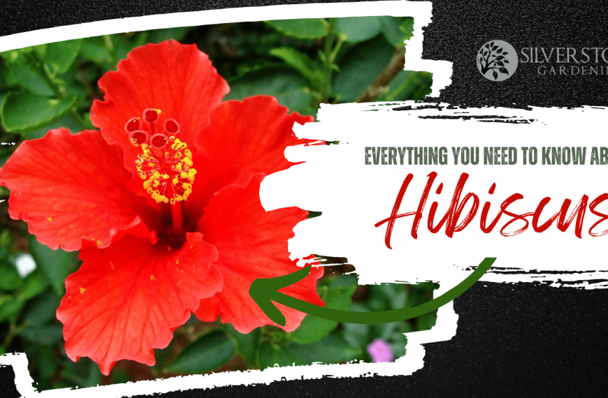 Everything you need to know about Hibiscus