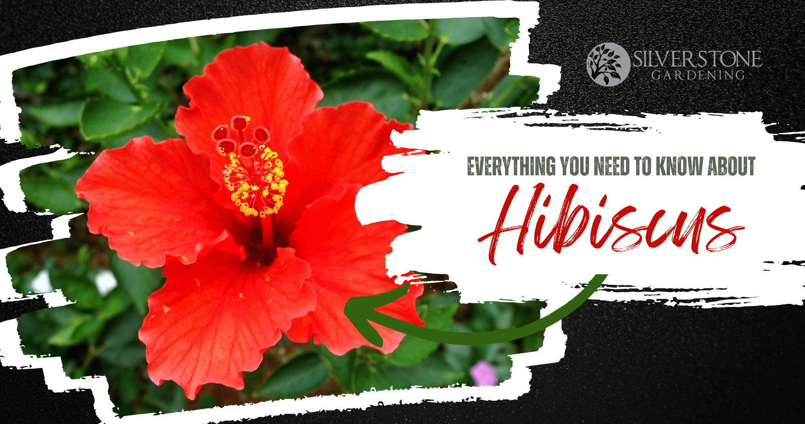 Everything you need to know about Hibiscus