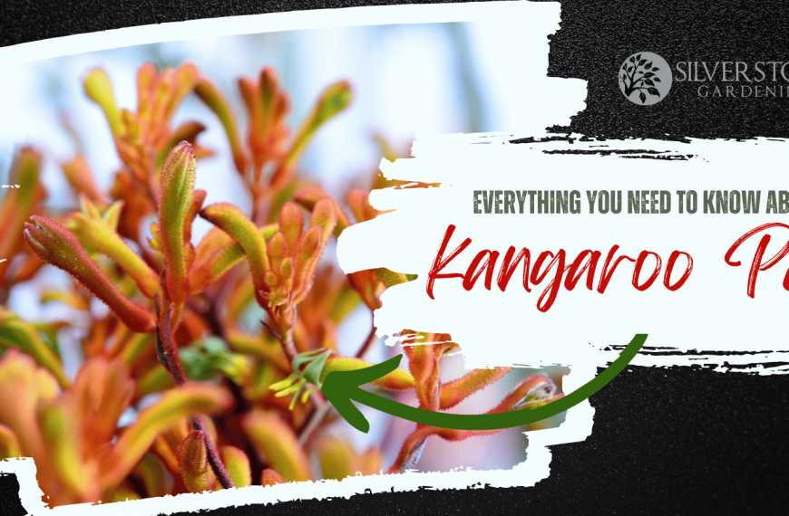 Everything you need to know about Kangaroo Paw