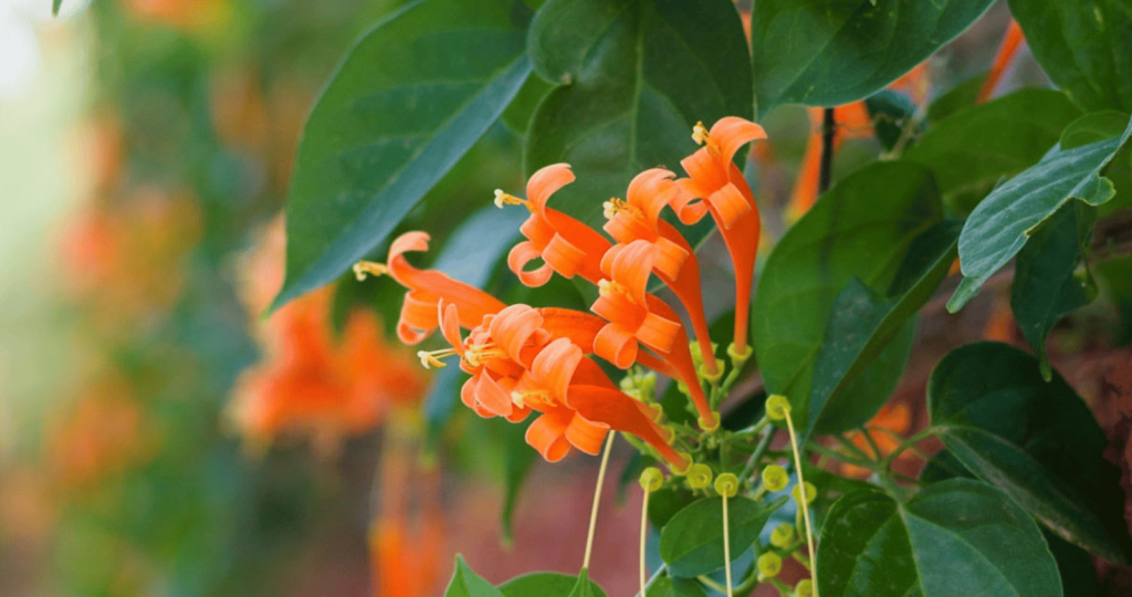 Orange Trumpet Vine - Vines for Western Australia's Summers