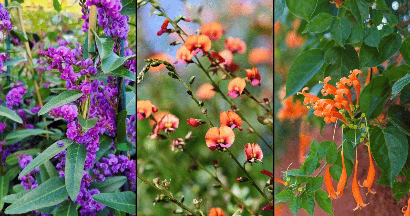 3 Great Flowering Vines For Western Australia’s Hot Summers