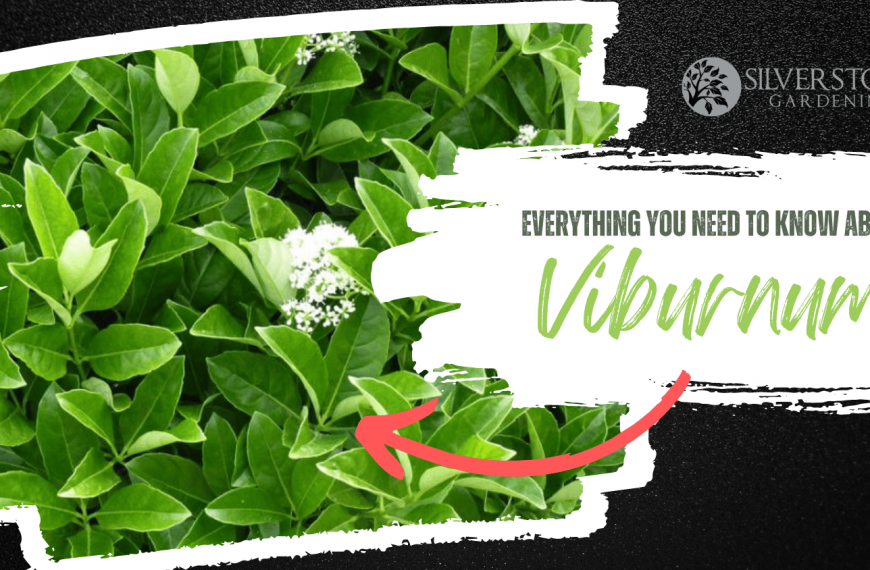 Everything you need to know about Viburnums