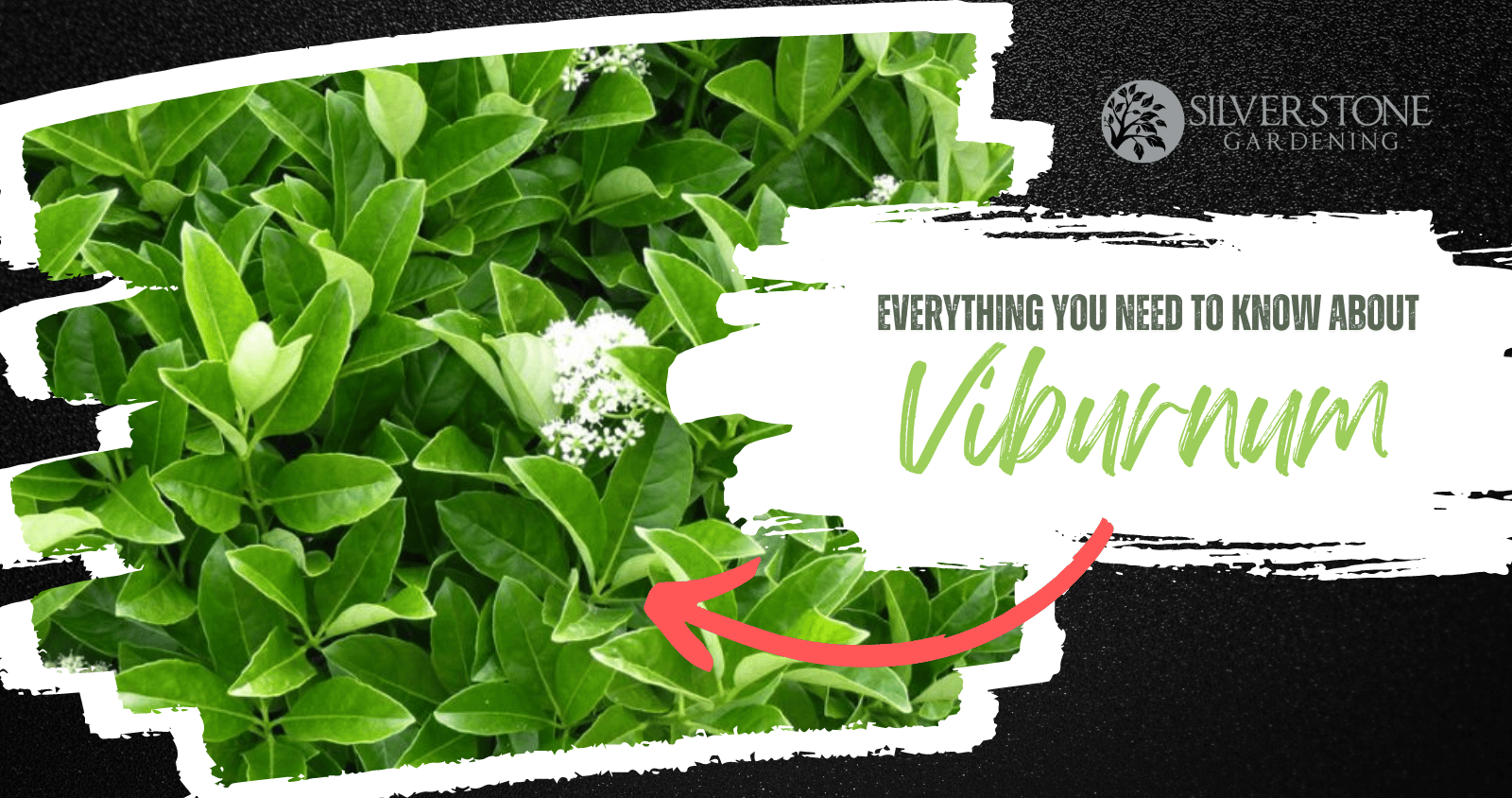 Everything you need to know about Viburnums