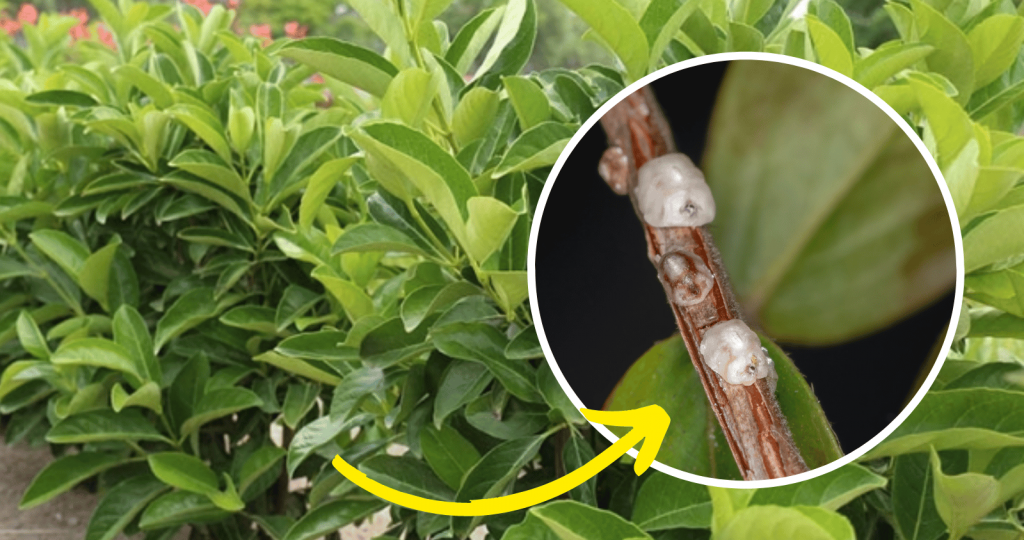 Viburnum pest - Silverstone Gardening