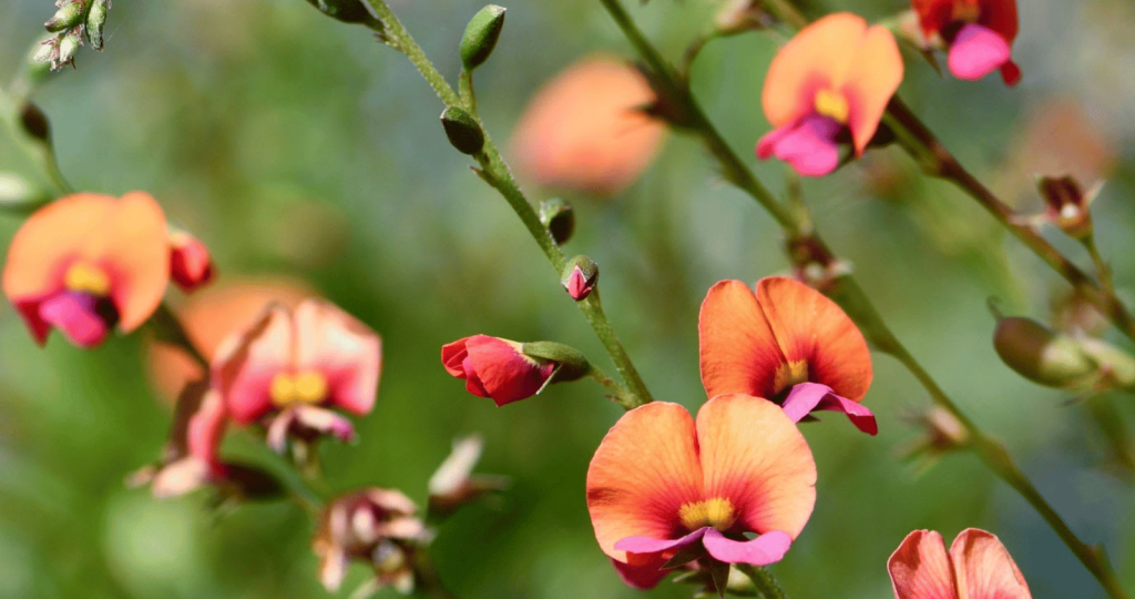 The Flame Pea - Vines for Western Australia's Summers
