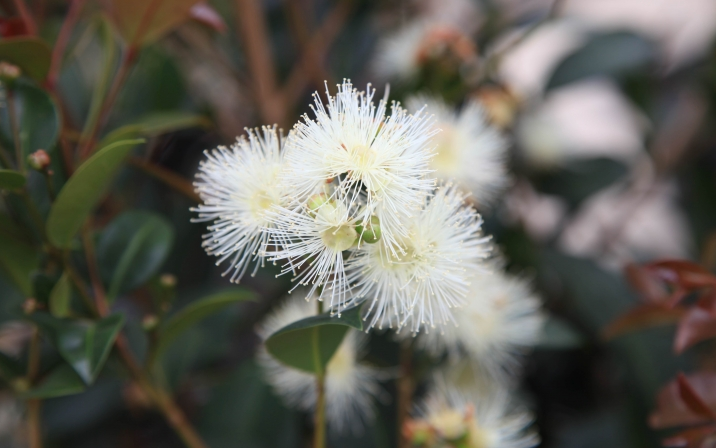 Lilly Pilly - Silverstone Gardening