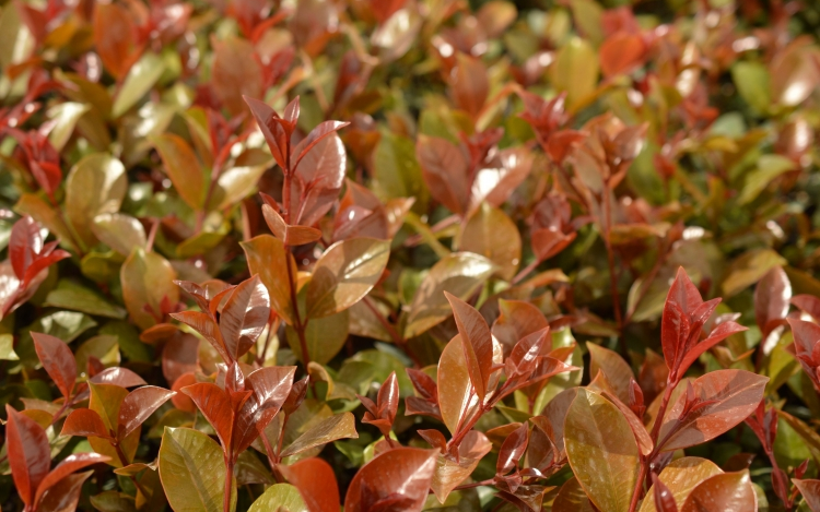 Lilly Pilly - Silverstone Gardening