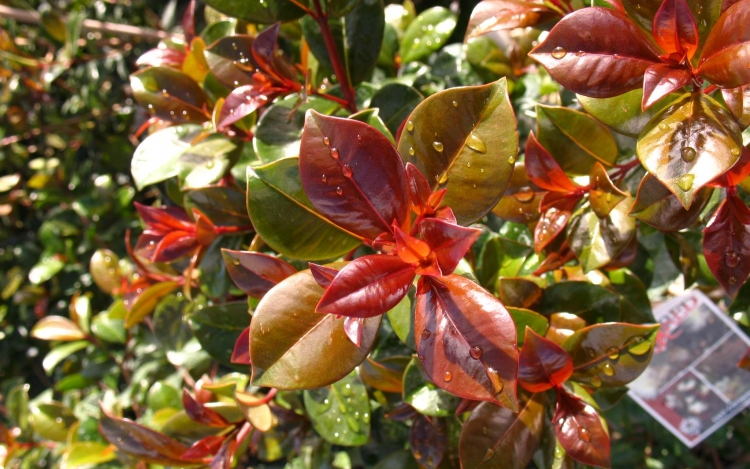 Lilly Pilly - Silverstone Gardening