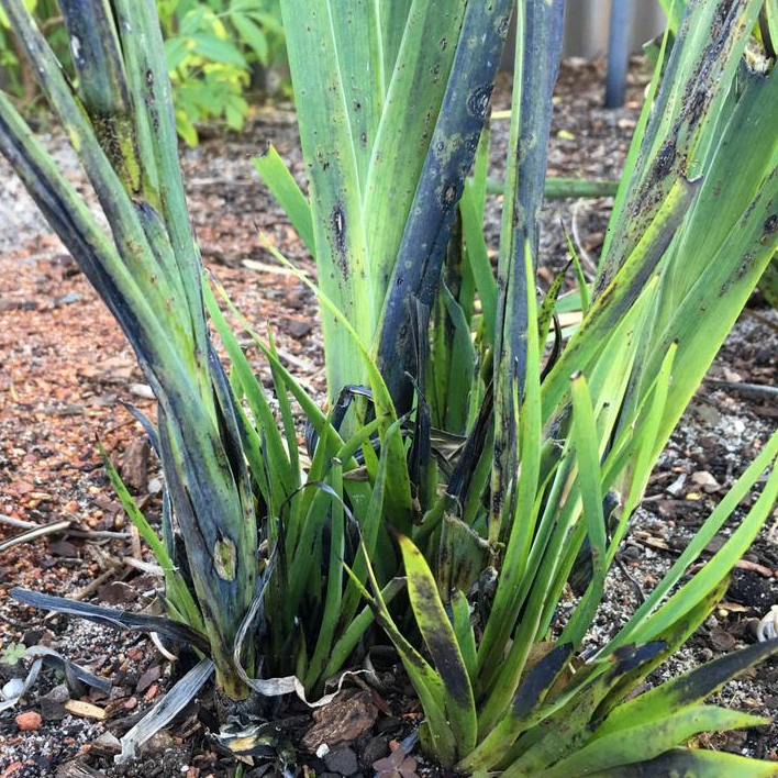 Diseases on kangaroo paw plant