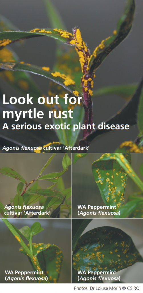 Myrtle Rust (Silverstone Gardening)