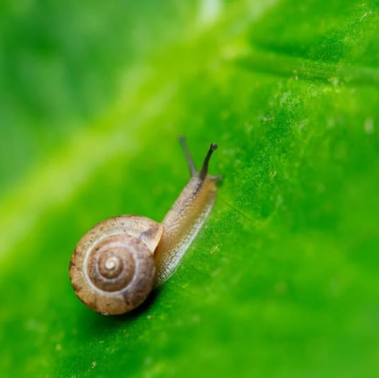 Snails (Silverstone Gardening)