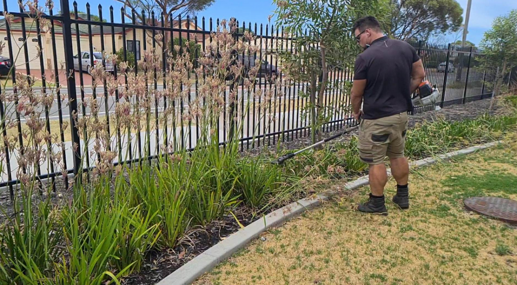 Pruning kangaroo paw