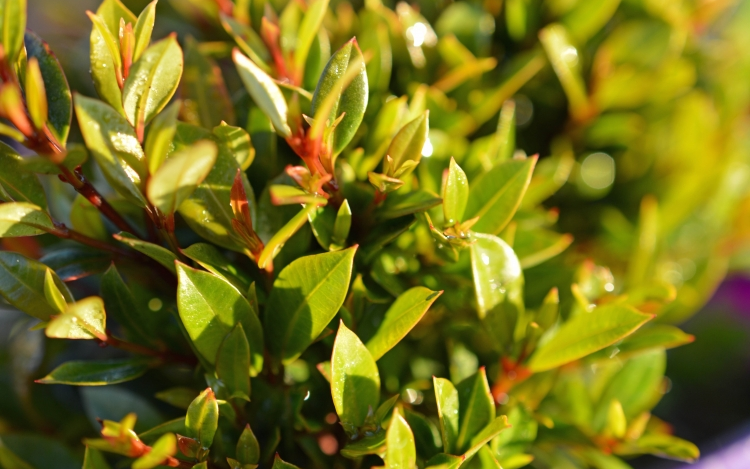 Syzgium 'Tiny Trev' Lilly Pilly - Silverstone Gardening