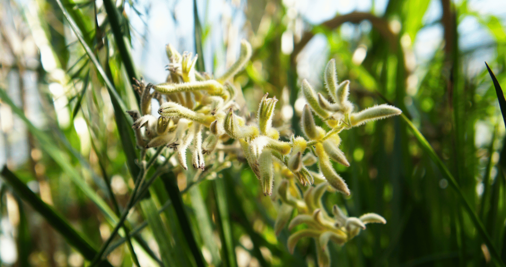 Anigozanthos Bush Diamond