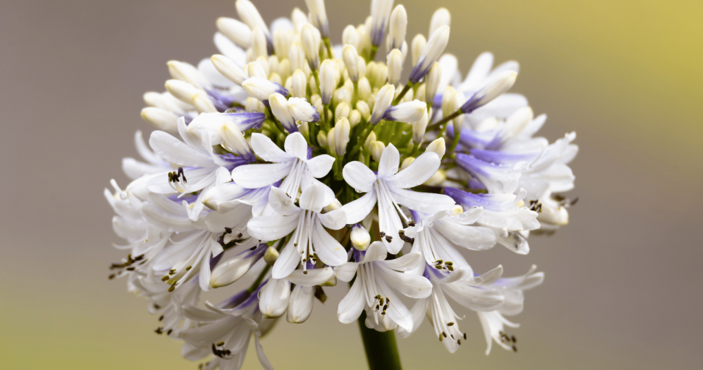 Agapanthus 'Queen Mum'