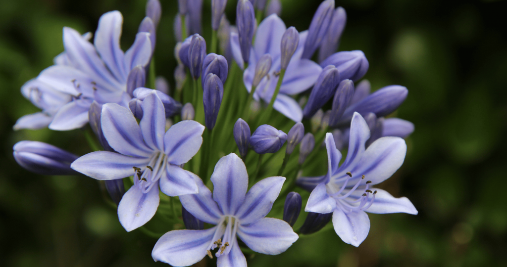 Agapanthus 'Blue Storm'