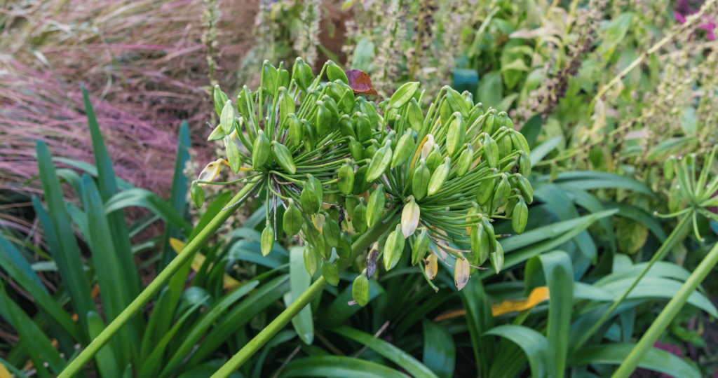 Agapanthus seed heads